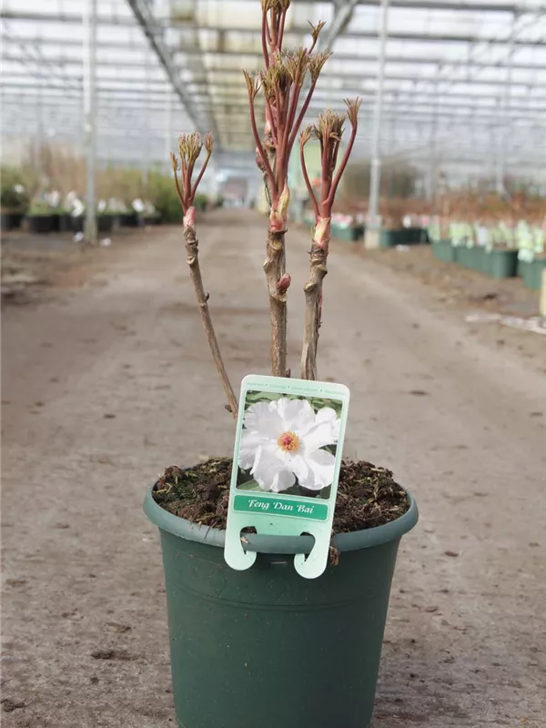 Baum-Pfingstrose - Paeonia suffruticosa 'Feng dan Bai weiß halbgefüll
