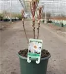 Baum-Pfingstrose - Paeonia suffruticosa 'Feng dan Bai weiß halbgefüll