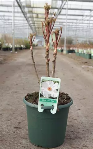 Paeonia suffruticosa 'Feng dan Bai weiß halbgefüll