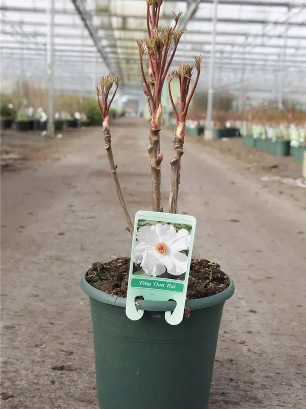 Baum-Pfingstrose - Paeonia suffruticosa 'Feng dan Bai weiß halbgefüll