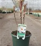 Baum-Pfingstrose - Paeonia suffruticosa 'Feng dan Bai weiß halbgefüll
