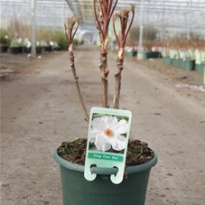Paeonia suffruticosa 'Feng dan Bai weiß halbgefüll, C 6 3-5 Triebe 