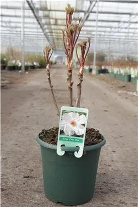 Baum-Pfingstrose - Paeonia suffruticosa 'Feng dan Bai weiß halbgefüll