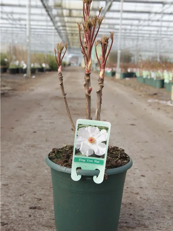 Baum-Pfingstrose - Paeonia suffruticosa 'Feng dan Bai weiß halbgefüll