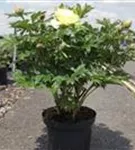 Garten-Bastard-Pfingstrose - Paeonia x itoh 'Bartzella' (gelb)