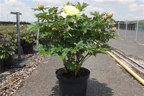 Garten-Bastard-Pfingstrose - Paeonia x itoh 'Bartzella' (gelb)