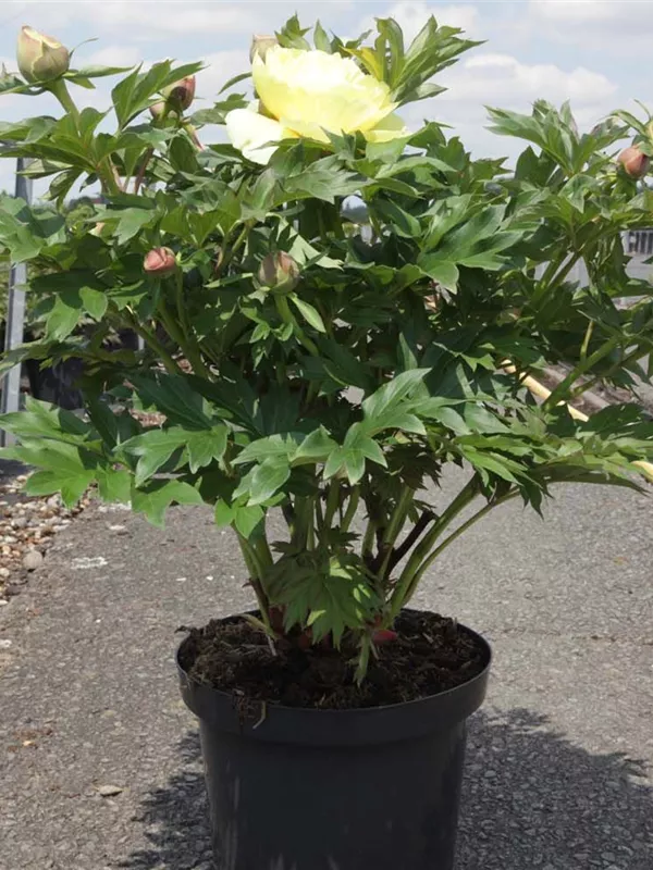 Garten-Bastard-Pfingstrose - Paeonia x itoh 'Bartzella' (gelb)