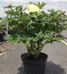 Garten-Bastard-Pfingstrose - Paeonia x itoh 'Bartzella' (gelb)
