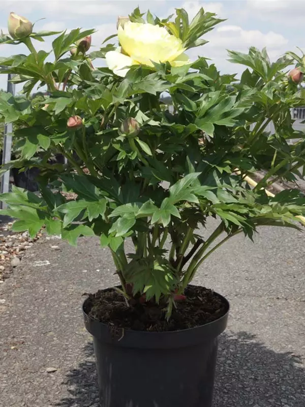 Garten-Bastard-Pfingstrose - Paeonia x itoh 'Bartzella' (gelb)