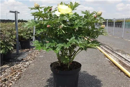Garten-Bastard-Pfingstrose - Paeonia x itoh 'Bartzella' (gelb)