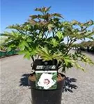 Garten-Bastard-Pfingstrose - Paeonia x itoh 'Cora Louise'