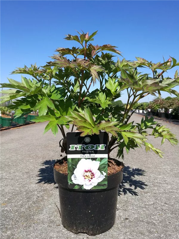 Garten-Bastard-Pfingstrose - Paeonia x itoh 'Cora Louise'