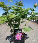 Gartenpfingstrose - Paeonia x itoh 'First Arrival'