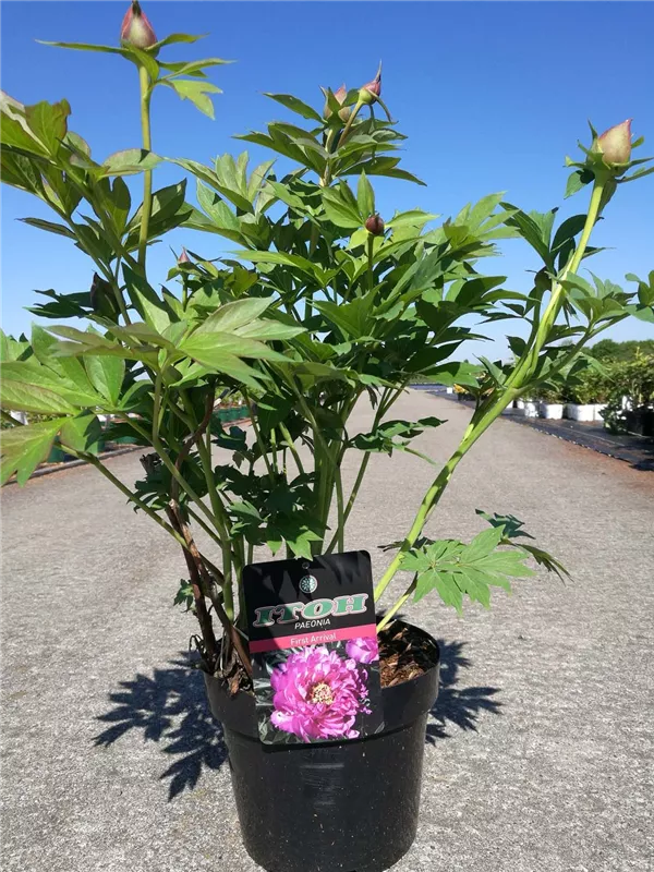 Gartenpfingstrose - Paeonia x itoh 'First Arrival'