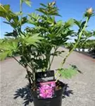 Gartenpfingstrose - Paeonia x itoh 'First Arrival'