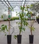 Mauerwein 'Engelmannii' - Parthenocissus quinquefolia 'Engelmannii'