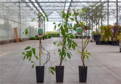 Mauerwein 'Engelmannii' - Parthenocissus quinquefolia 'Engelmannii'