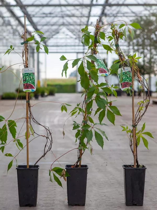 Mauerwein 'Engelmannii' - Parthenocissus quinquefolia 'Engelmannii'