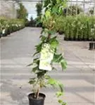 Dreilappige Jungfernrebe 'Green Spring' - Parthenocissus tric.'Green Spring'