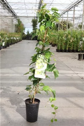 Dreilappige Jungfernrebe 'Green Spring' - Parthenocissus tric.'Green Spring'