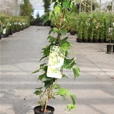 Parthenocissus tric.'Green Spring', C 2 80- 100 Parthenocissus tric.'Green Spring', C 2 80- 100
