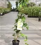 Dreilappige Jungfernrebe 'Green Spring' - Parthenocissus tric.'Green Spring'