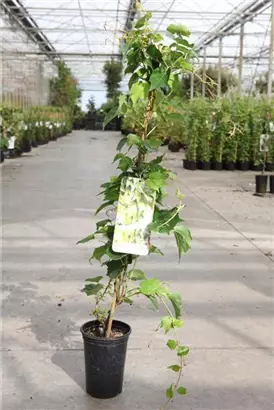 Dreilappige Jungfernrebe 'Green Spring' - Parthenocissus tric.'Green Spring'