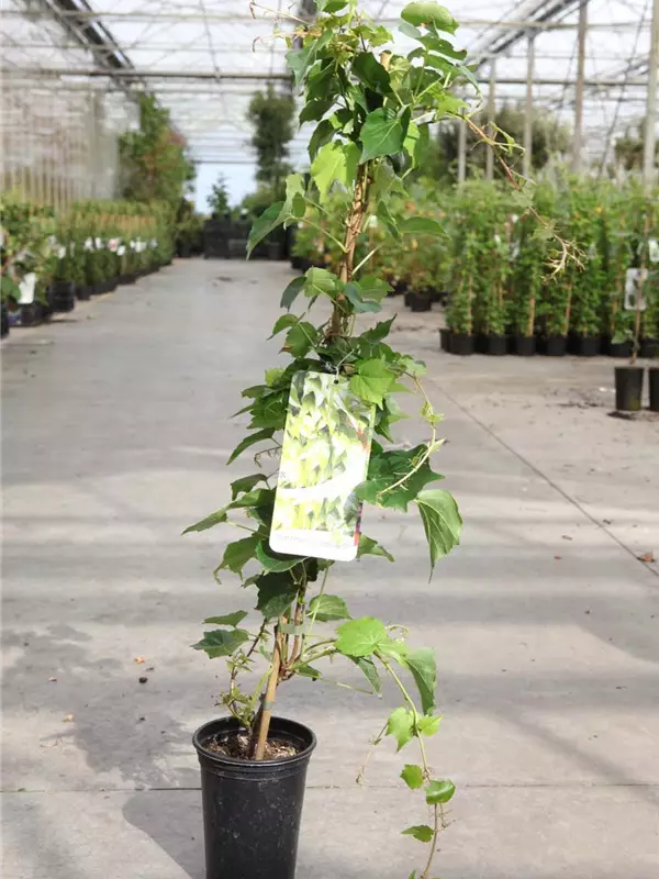 Dreilappige Jungfernrebe 'Green Spring' - Parthenocissus tric.'Green Spring'