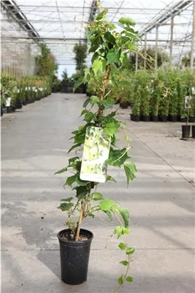 Dreilappige Jungfernrebe 'Green Spring' - Parthenocissus tric.'Green Spring'