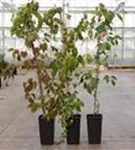 Dreilappige Jungfernreb.'Veitchii Robusta' - Parthenocissus tric.'Veitchii Robusta'