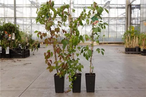 Dreilappige Jungfernreb.'Veitchii Robusta' - Parthenocissus tric.'Veitchii Robusta'