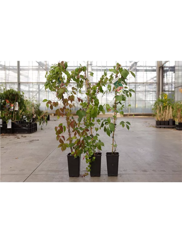 Dreilappige Jungfernreb.'Veitchii Robusta' - Parthenocissus tric.'Veitchii Robusta'