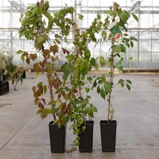 Parthenocissus tric.'Veitchii Robusta', C 3 80- 100