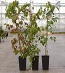 Dreilappige Jungfernreb.'Veitchii Robusta' - Parthenocissus tric.'Veitchii Robusta'