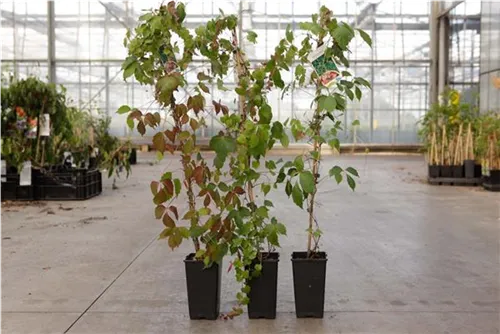 Dreilappige Jungfernreb.'Veitchii Robusta' - Parthenocissus tric.'Veitchii Robusta'