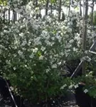 Gartenjasmin 'Belle Etoile' - Philadelphus 'Belle Etoile' - Wildgehölze