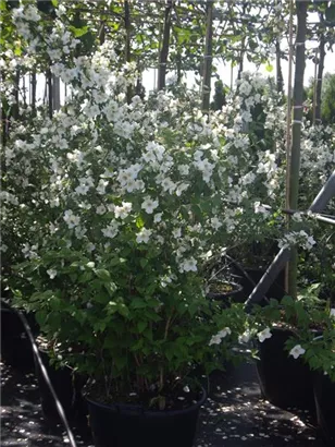 Gartenjasmin 'Belle Etoile' - Philadelphus 'Belle Etoile' - Wildgehölze