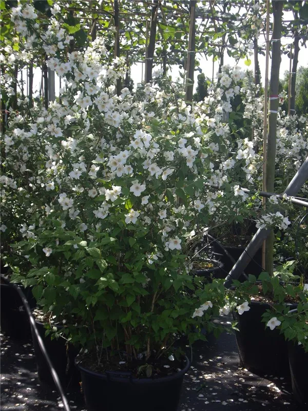 Gartenjasmin 'Belle Etoile' - Philadelphus 'Belle Etoile' - Wildgehölze