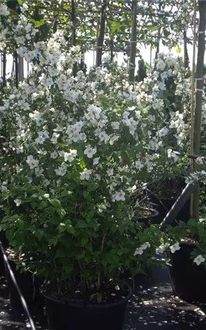 Philadelphus 'Belle Etoile' - Wildgehölze