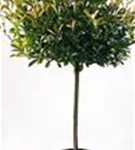 Glanzmispel 'Red Robin' - Photinia fraseri 'Red Robin' - Formgehölze