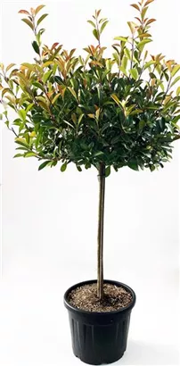 Glanzmispel 'Red Robin' - Photinia fraseri 'Red Robin' - Formgehölze