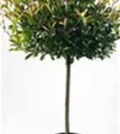 Glanzmispel 'Red Robin' - Photinia fraseri 'Red Robin' - Formgehölze
