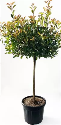 Glanzmispel 'Red Robin' - Photinia fraseri 'Red Robin' - Formgehölze