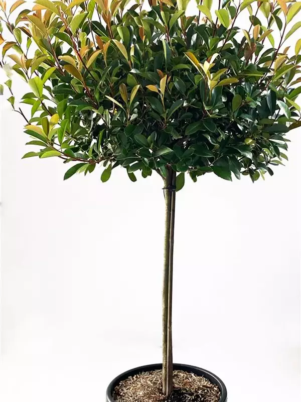 Glanzmispel 'Red Robin' - Photinia fraseri 'Red Robin' - Formgehölze