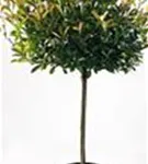 Glanzmispel 'Red Robin' - Photinia fraseri 'Red Robin' - Formgehölze