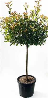 Glanzmispel 'Red Robin' - Photinia fraseri 'Red Robin' - Formgehölze