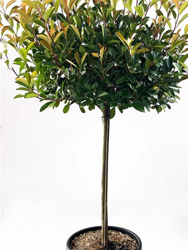 Glanzmispel 'Red Robin' - Photinia fraseri 'Red Robin' - Formgehölze