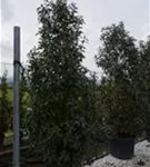 Glanzmispel 'Red Robin' - Photinia fraseri 'Red Robin' - Heckenpflanzen