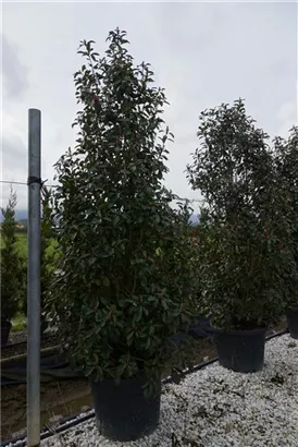 Glanzmispel 'Red Robin' - Photinia fraseri 'Red Robin' - Heckenpflanzen