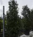Glanzmispel 'Red Robin' - Photinia fraseri 'Red Robin' - Heckenpflanzen